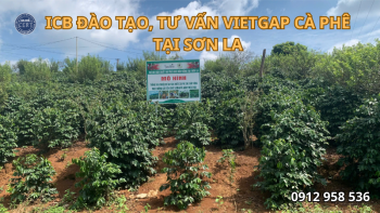 ICB ĐÀO TẠO, TƯ VẤN VIETGAP CÀ PHÊ TẠI SƠN LA