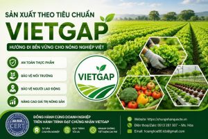 SẢN XUẤT THEO TIÊU CHUẨN VIETGAP – HƯỚNG ĐI BỀN VỮNG CHO NÔNG NGHIỆP VIỆT